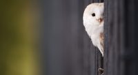 White Owl229143256 200x110 - White Owl - white, Pigeon
